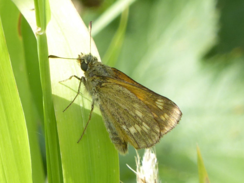 Large Skipper Ochlodes sylvanus