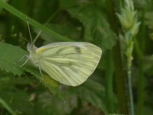 Green-veined White Pieris napi