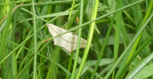 Blood-vein Timandra comae