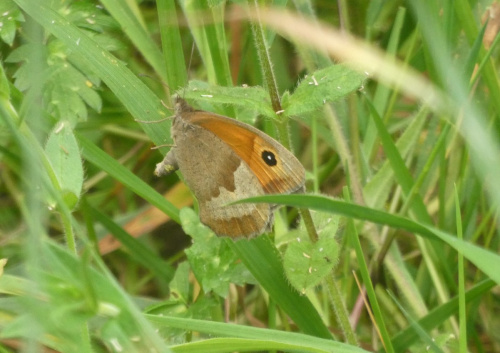 Meadow Brown Maniola jurtina