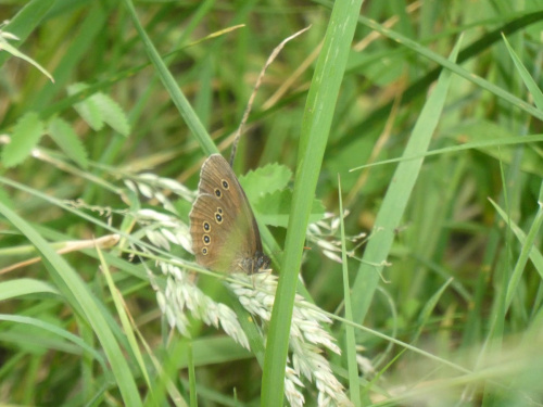 Ringlet Aphantopus hyperantus