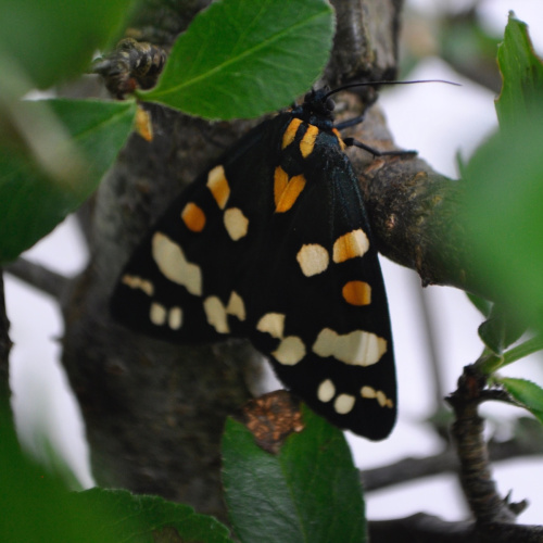 Scarlet Tiger Callimorpha dominula