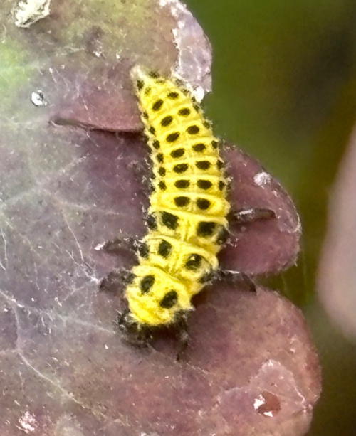 22 Spot Ladybird Psyllobora vigintiduopunctata