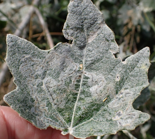 Photo of the association