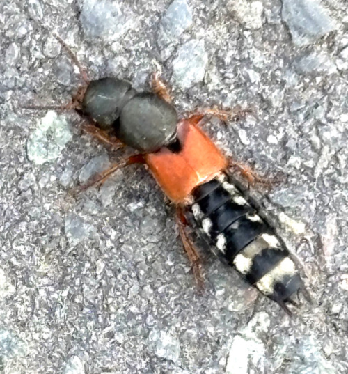  Platydracus stercorarius