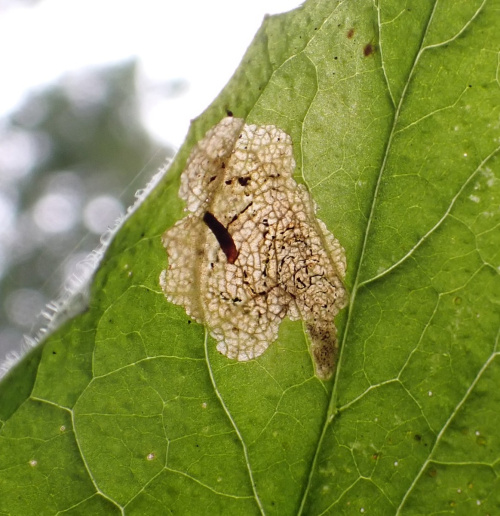 Species image