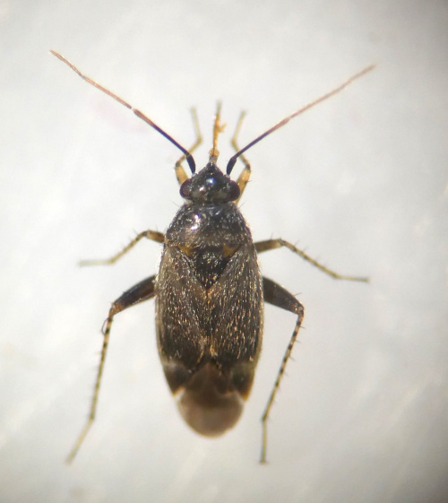 Species image