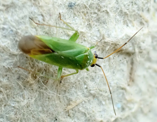 Species image