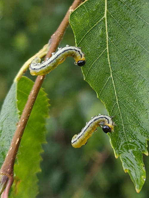 Photo of the association