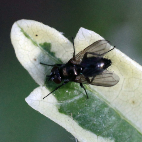 Species image