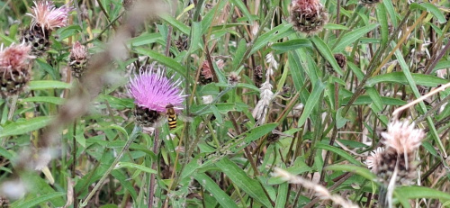  Syrphus