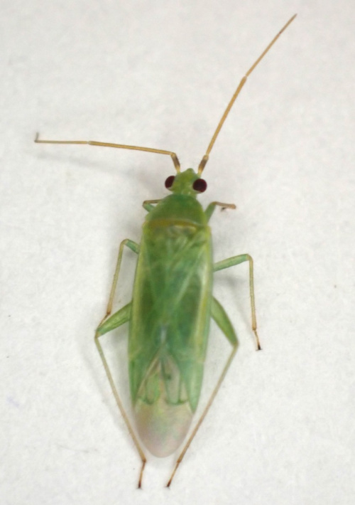 Species image