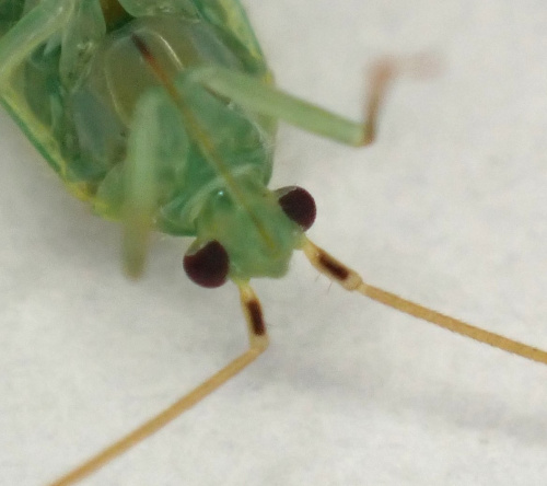 Species image