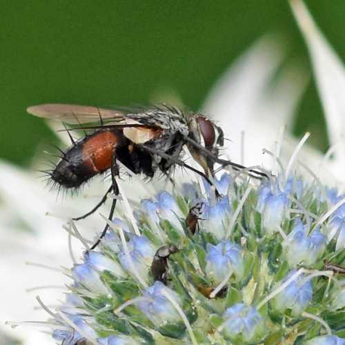  Eriothrix rufomaculata