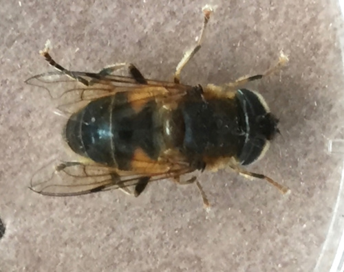 Tapered Drone Fly Eristalis pertinax