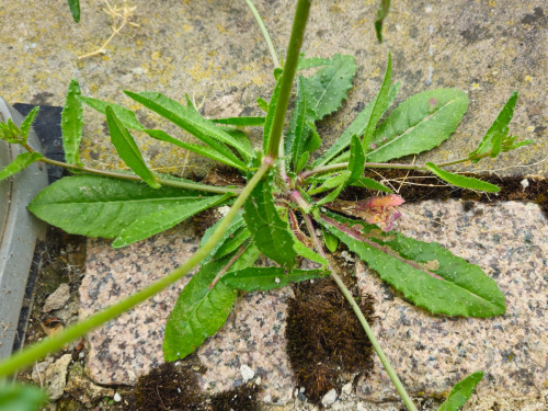 NTV yalangoch kokraklar