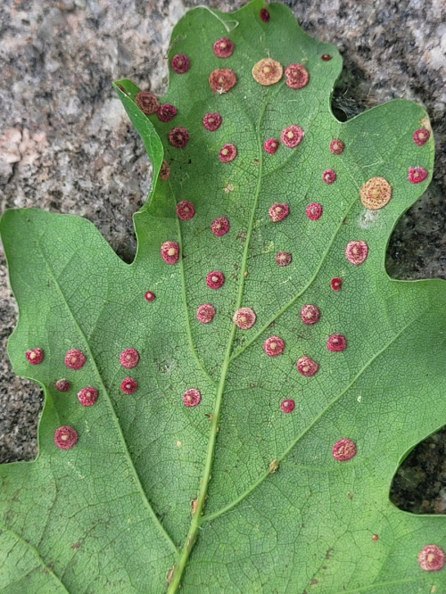 Common Spangle Gall Neuroterus quercusbaccarum f. agamic