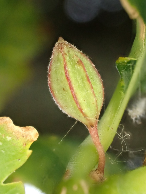 Photo of the association