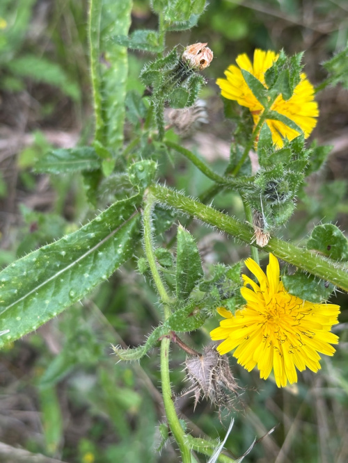 Mazali eshaklar ishtirokidagi porno videolarni onlayn tomosha qiling