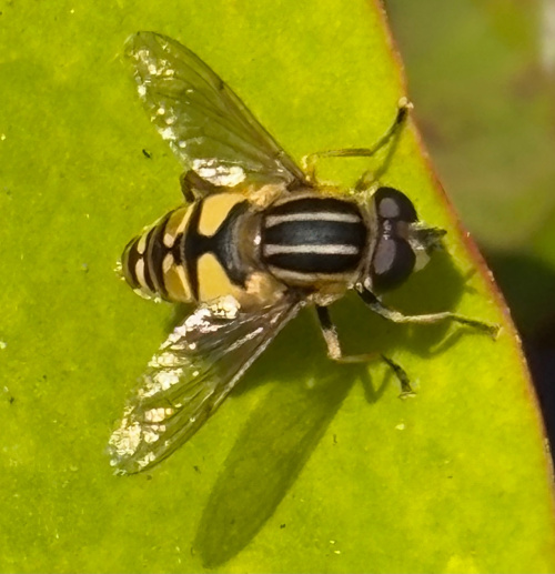 The Footballer Helophilus pendulus