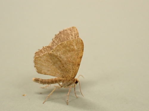 Species image