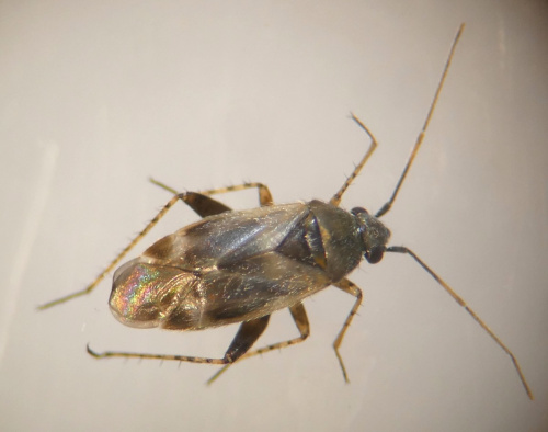 Species image