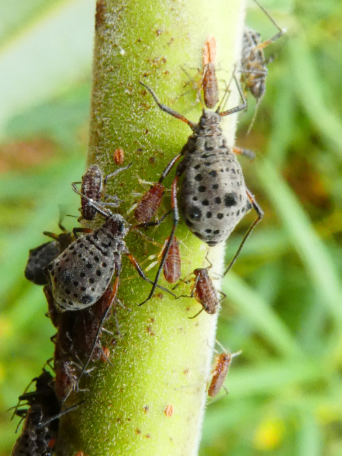 Photo of the association