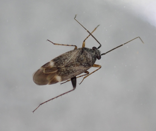Species image