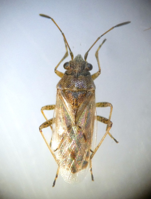 Species image