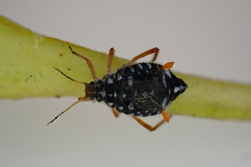 Photo of the association