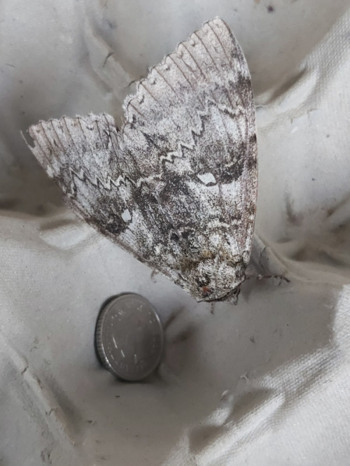Clifden Nonpareil Catocala fraxini