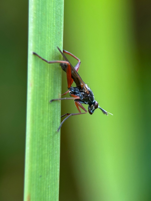 Species image