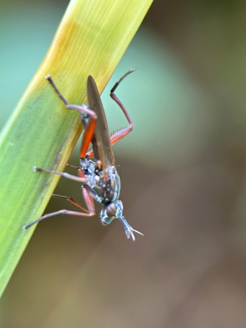 Species image