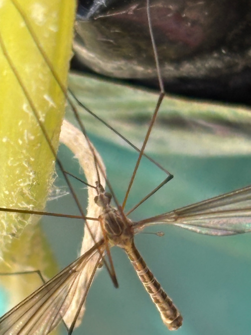  Tipula lateralis