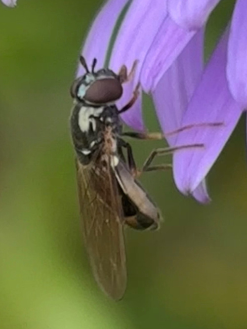  Melanostoma
