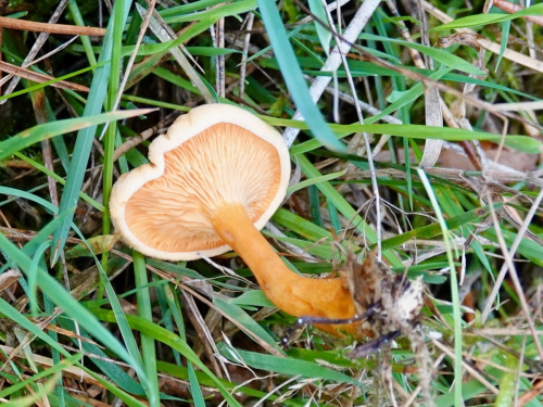 False Chanterelle Hygrophoropsis aurantiaca