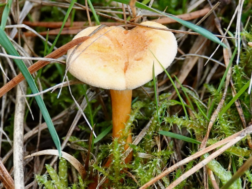 False Chanterelle Hygrophoropsis aurantiaca
