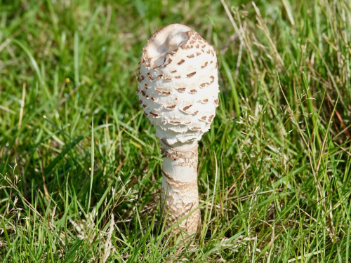 Parasol Mushroom Macrolepiota procera