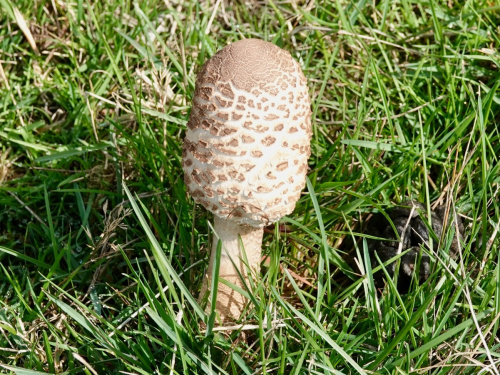Parasol Mushroom Macrolepiota procera