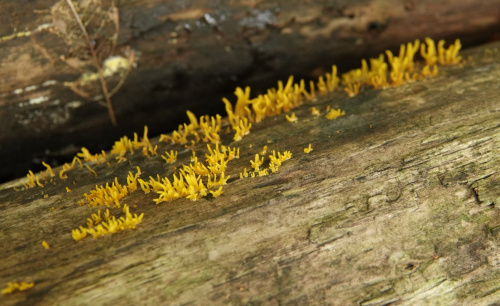 Small Stagshorn Calocera cornea
