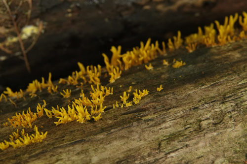 Small Stagshorn Calocera cornea