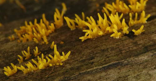 Small Stagshorn Calocera cornea