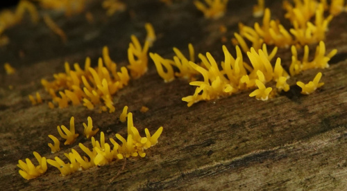 Small Stagshorn Calocera cornea