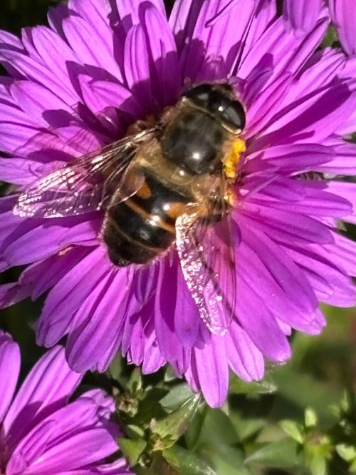 Common Drone Fly Eristalis tenax