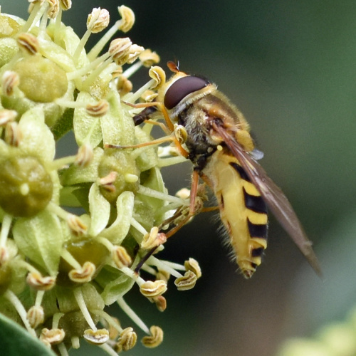  Syrphus ribesii
