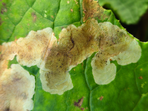  Acidia cognata