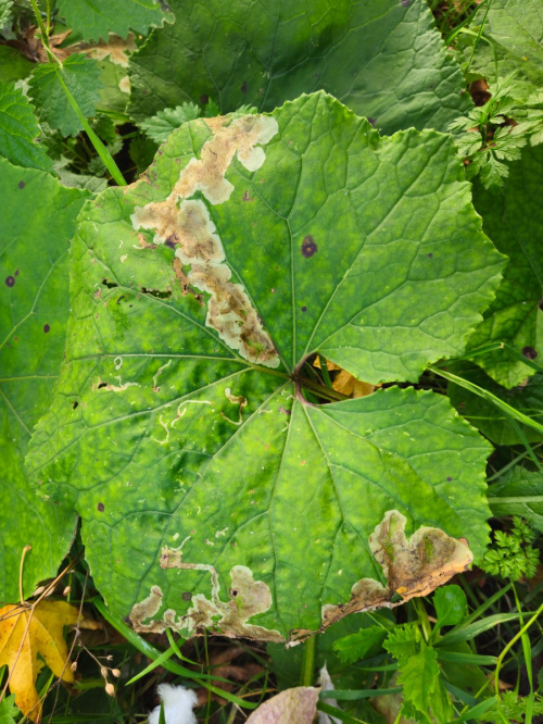  Acidia cognata