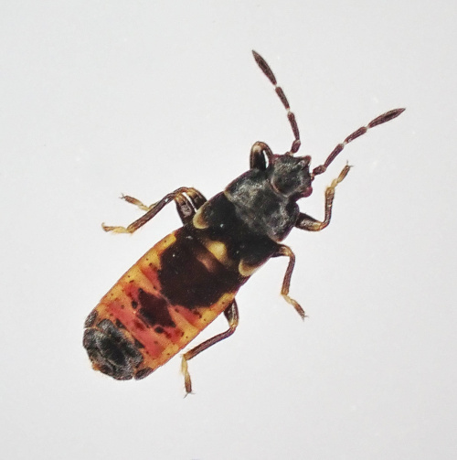 Species image
