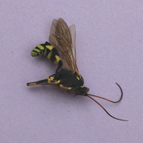  Amblyteles armatorius