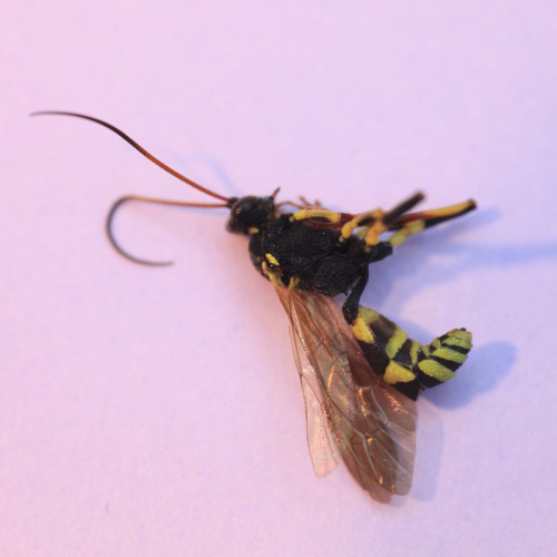  Amblyteles armatorius